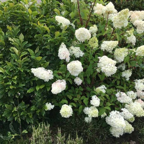 Hydrangea paniculata Sundae Fraise | ScotPlants Direct